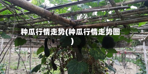 种瓜行情走势(种瓜行情走势图)-第2张图片