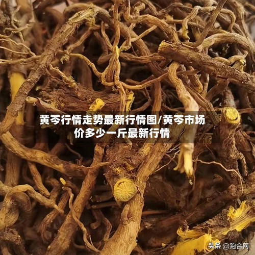 黄芩行情走势最新行情图/黄芩市场价多少一斤最新行情-第3张图片