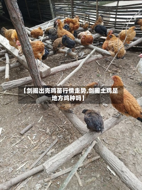 【剑阁出壳鸡苗行情走势,剑阁土鸡是地方鸡种吗】-第3张图片