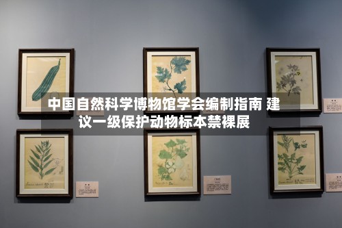 中国自然科学博物馆学会编制指南 建议一级保护动物标本禁裸展