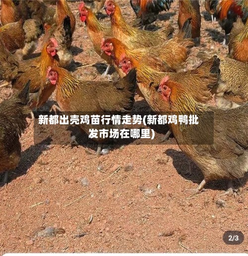 新都出壳鸡苗行情走势(新都鸡鸭批发市场在哪里)