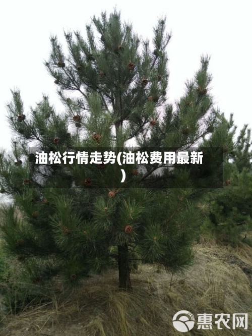 油松行情走势(油松费用最新)-第2张图片