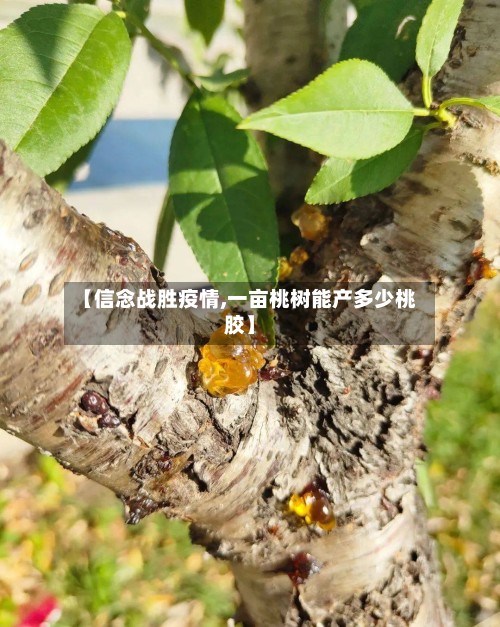 【信念战胜疫情,一亩桃树能产多少桃胶】-第2张图片