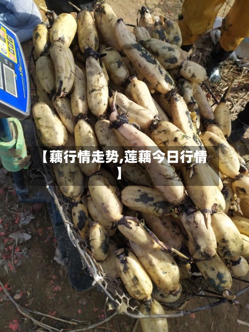 【藕行情走势,莲藕今日行情】