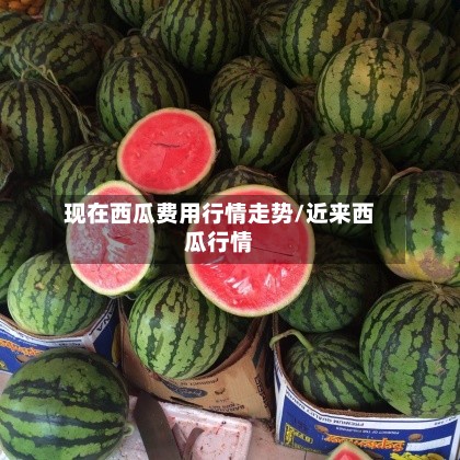 现在西瓜费用行情走势/近来西瓜行情-第3张图片