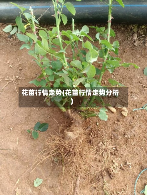 花苗行情走势(花苗行情走势分析)-第2张图片