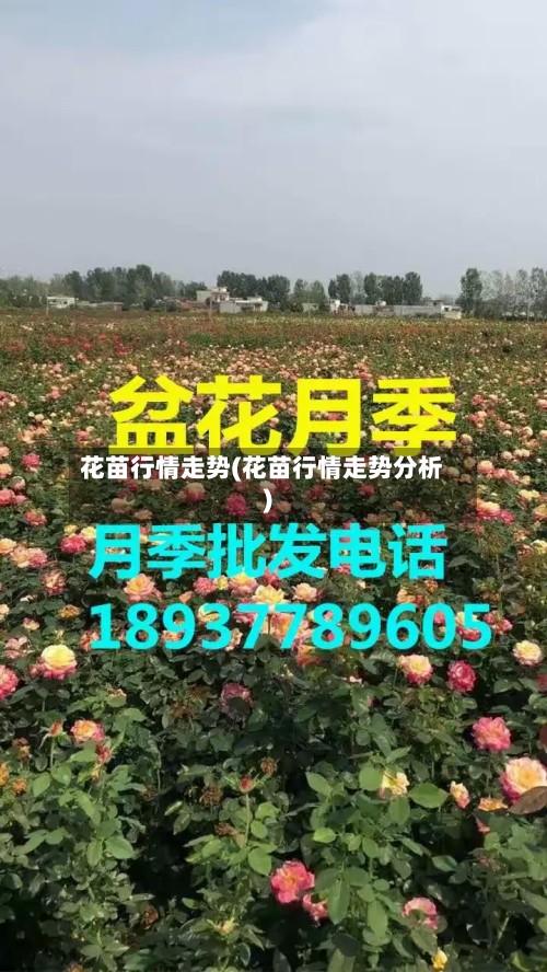 花苗行情走势(花苗行情走势分析)